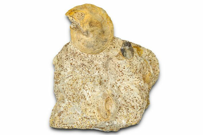 Jurassic Sea Snail (Pyrgotrochus) Fossil - Évrecy, France #367883
